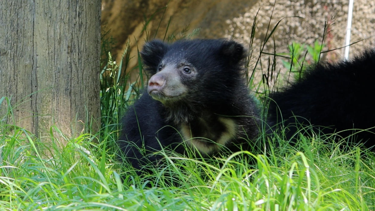 Sloth bear cub at Philadelphia Zoee (Philadelphia Zoo)