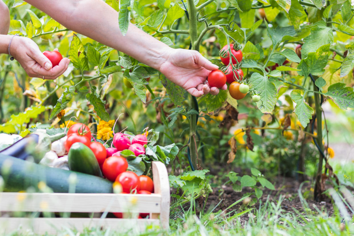 Nicht jeder hat einen eigenen Garten, in dem er Gemüse selbst anbauen kann (Symbolbild: Getty)