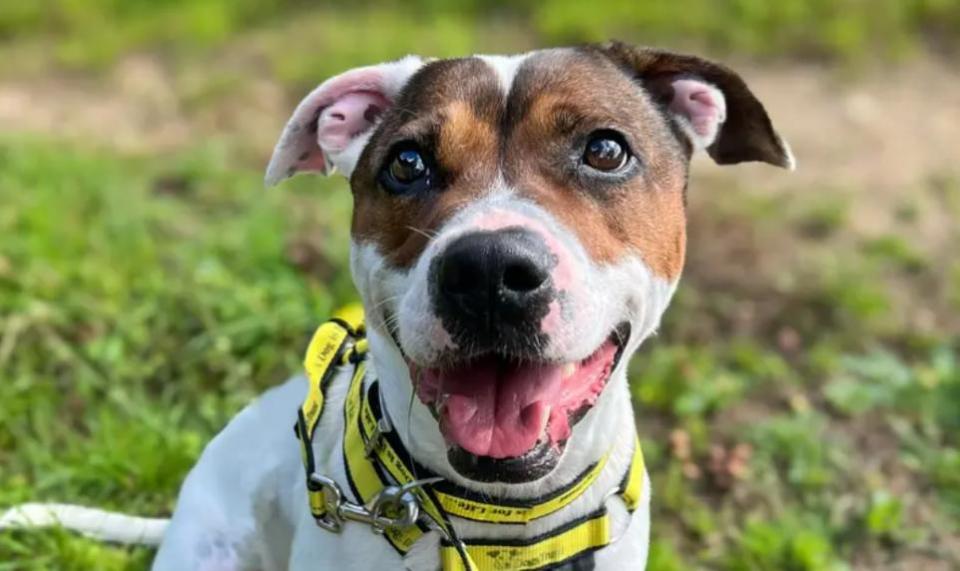 Eastern Daily Press: Zorro is a friendly five-year-old Staffy cross 