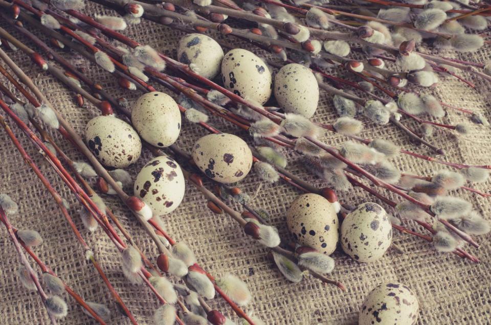 Quail eggs and pussy-willow on canvas background