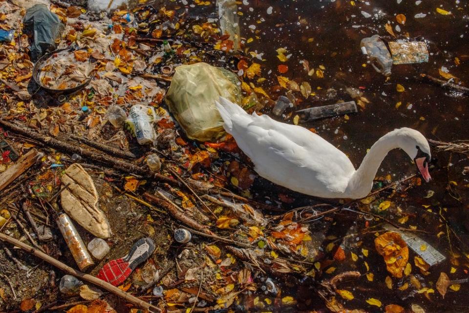 A mute swan paddles through plastic in Manchester. Plastic pollution is one of the most visible signs of the climate and nature crisis. Many waterbirds are dying as a result of pollution – whether microplastics or toxic algae due to rising temperatures (Sam Hobson/WWF-UK)