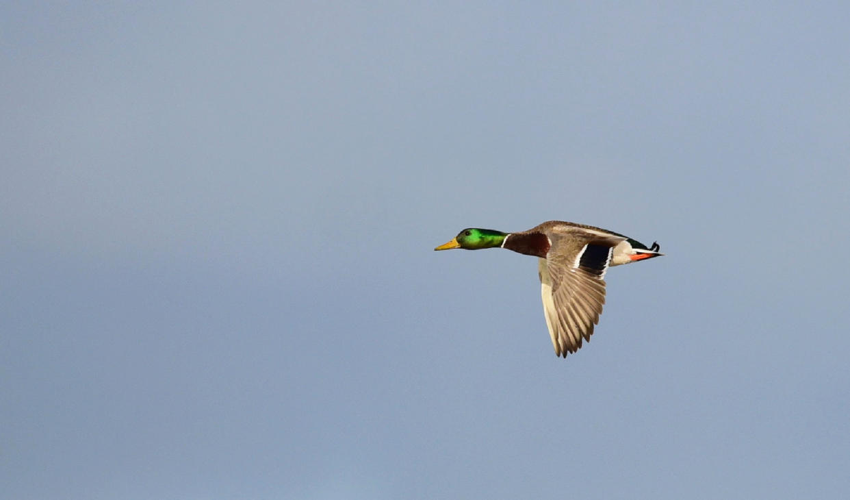 A lone mallard flies through the sky.