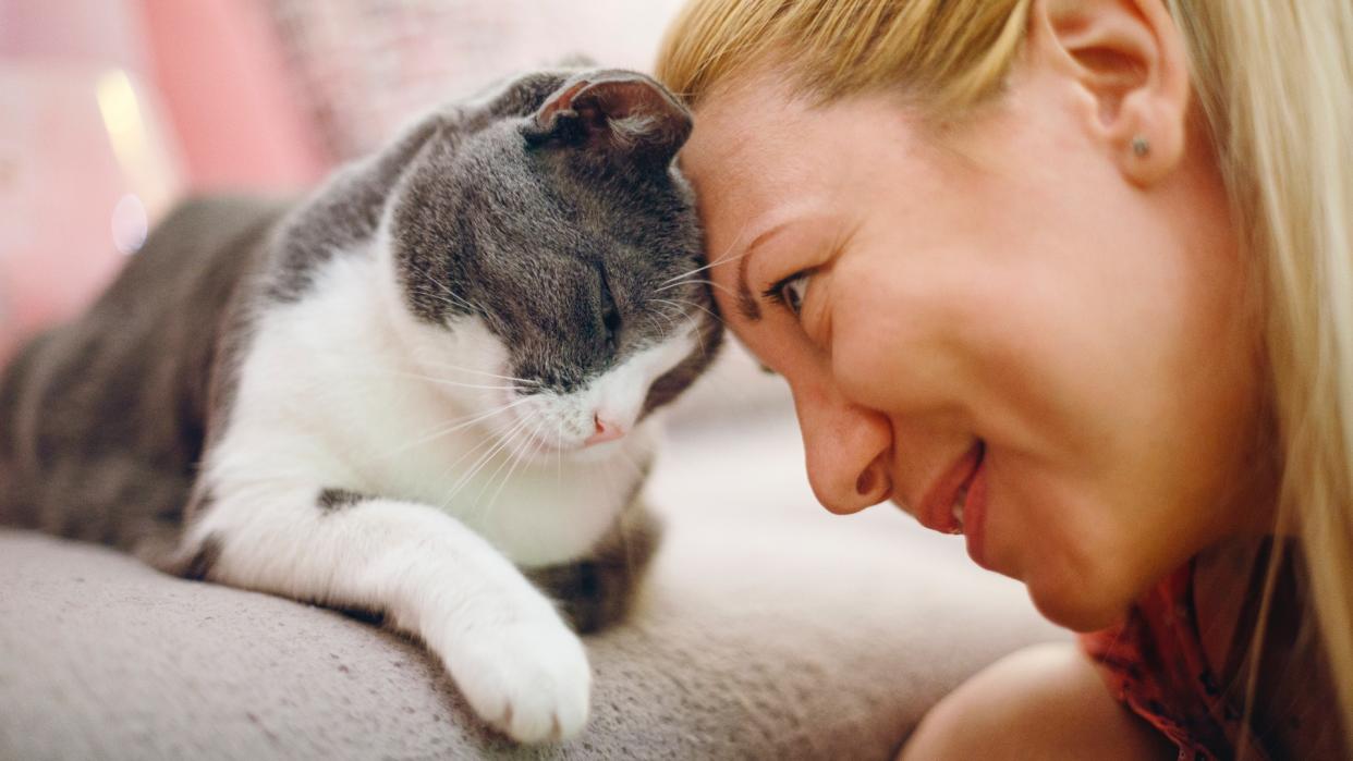  Woman and cat with their heads pressed together sharing a sweet moment at home. 