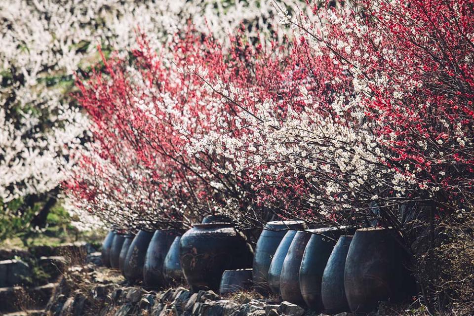 光陽梅花村（Image Source : Getty Creative）