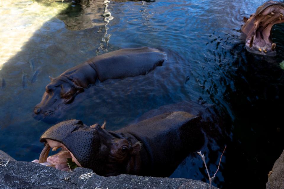 Bibi, in the front, and Tucker open their mouths for food as their newest child, Fritz, bops around Hippo Cove.