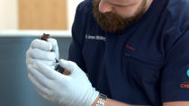 Chiropractor Joren Whitley applies a gentle touch to an injured bat at his Oklahoma clinic. (Oklahoma Chiropractic)