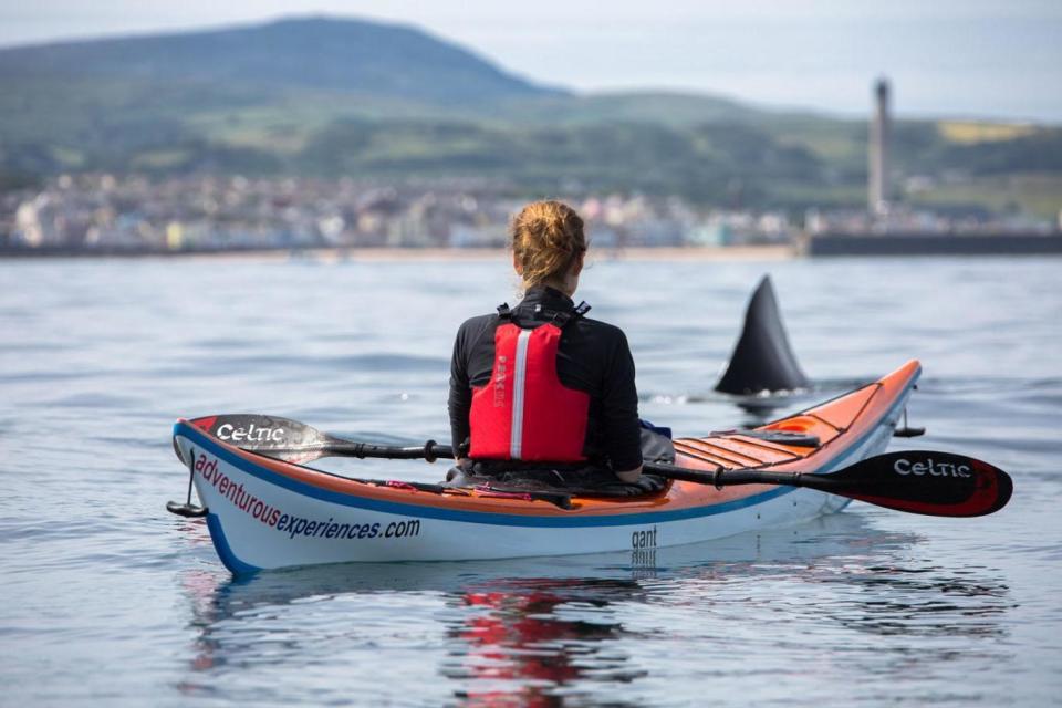 Peaceful sight: Kayaker Becca Goodman watches the basking sharks