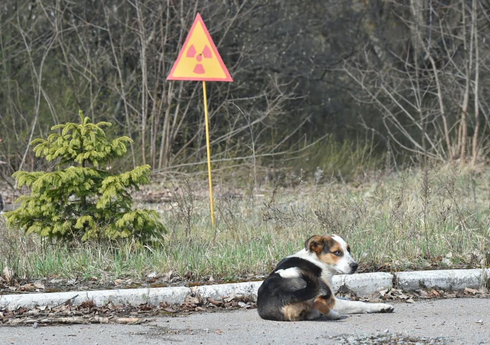 A dog is seen next to a sign of radioactivity in the abandoned&nbsp;city of Prypyat near Chernobyl Nuclear Power Plant on April 8, 2016. (Photo: SERGEI SUPINSKY via Getty Images)