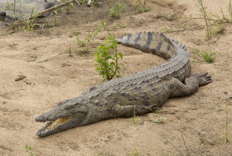 A Nile crocodile (Rex)