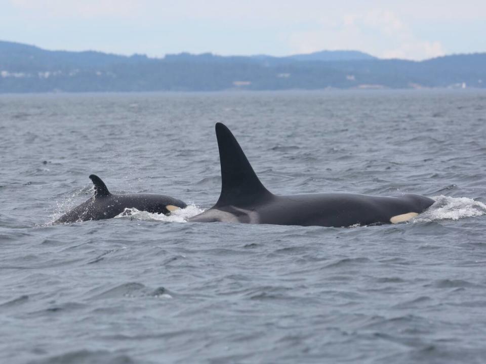 Experto dice que orcas apisonan barcos cerca de España no deben preocuparse en aguas de Holanda