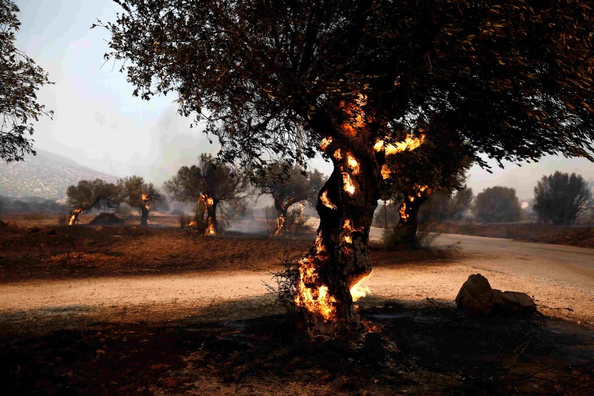 Flames burn an olive grove in Lagonisi, near Athens (EPA/YANNIS KOLESIDIS)