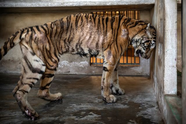 Duke the rescued Bengal tiger cub finds new home in Colorado