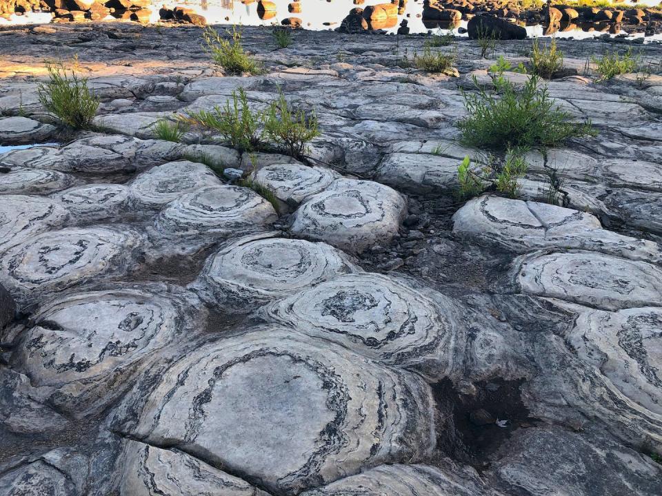 Stromatolites can provide information about life on early Earth. <a href="https://www.gettyimages.com/detail/photo/stromatolites-found-by-the-ottawa-river-rock-royalty-free-image/1176691303" rel="nofollow noopener" target="_blank" data-ylk="slk:Jana Kriz/Moment via Getty Images;elm:context_link;itc:0;sec:content-canvas" class="link ">Jana Kriz/Moment via Getty Images</a>