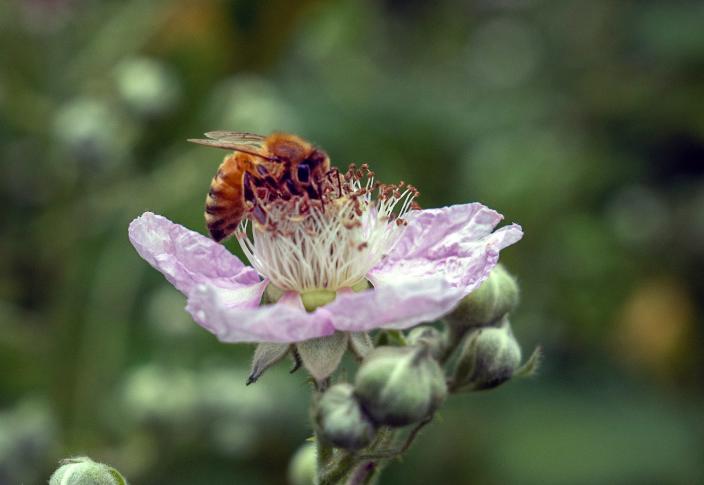 Paul Engelman of Stockton used a Sony A6400 digital mirrorless camera to photograph a bee on. Flower at Lodi Lake.