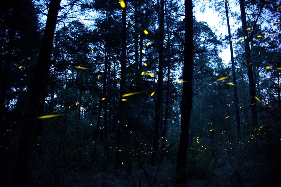 Fireflies send light signals during the mating season in Nanacamilpa, Mexico