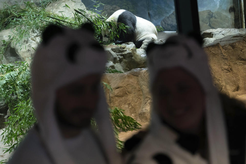 Visitors get a selfie as they watch the Giant panda Tian Tian roams in his enclosure at the Smithsonian's National Zoo in Washington, Thursday, Sept. 28, 2023. (AP Photo/Jose Luis Magana)