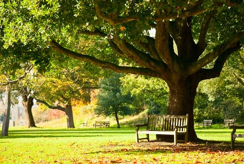   <span class="attribution"><a class="link " href="https://www.shutterstock.com/image-photo/bench-under-tree-royal-botanic-gardens-136458284" rel="nofollow noopener" target="_blank" data-ylk="slk:Dmitry Naumov/Shutterstock;elm:context_link;itc:0;sec:content-canvas">Dmitry Naumov/Shutterstock</a></span>