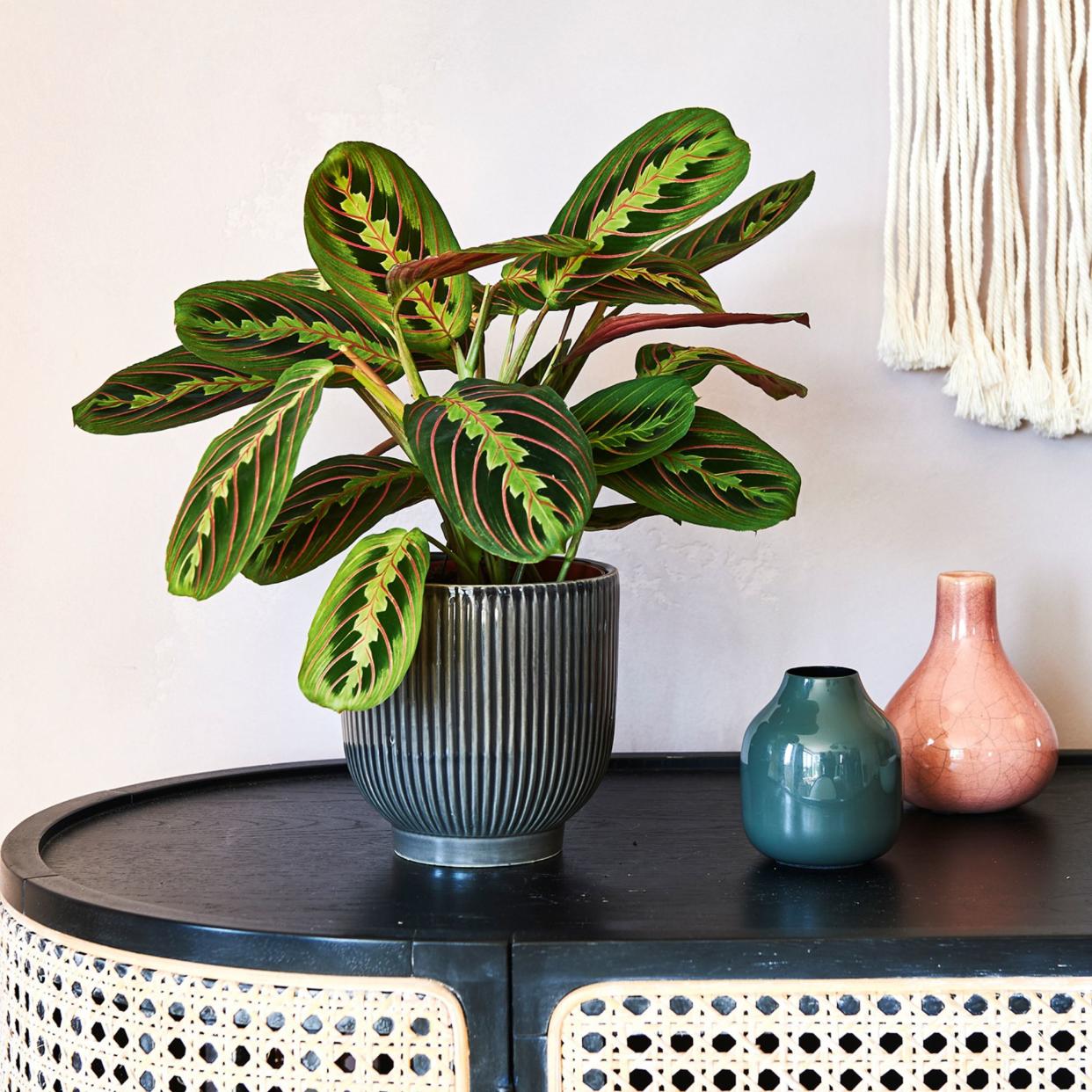  prayer plants in ribbed pot on console table with vases 