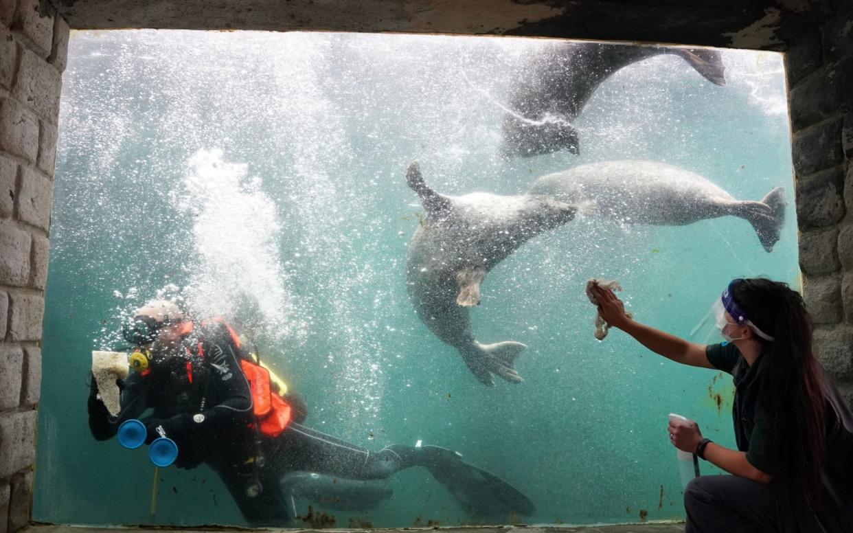 Susie Lovvick-Earle, a member of staff at Tynemouth Aquarium in North Shields, wears personal protective equipment (PPE) to clean the windows of the seal tank along with a diver, as it prepares to open on Saturday after further coronavirus lockdown restrictions are lifted in England - PA