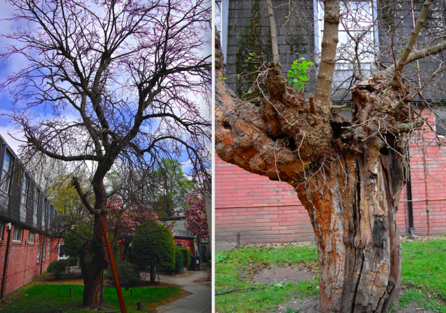 The Bethnal Green Mulberry Tree - Whitechapel Gallery