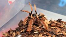 A tarantula is photographed after a seizure of animals for trafficking bound to Germany at El Dorado airport, in Bogota