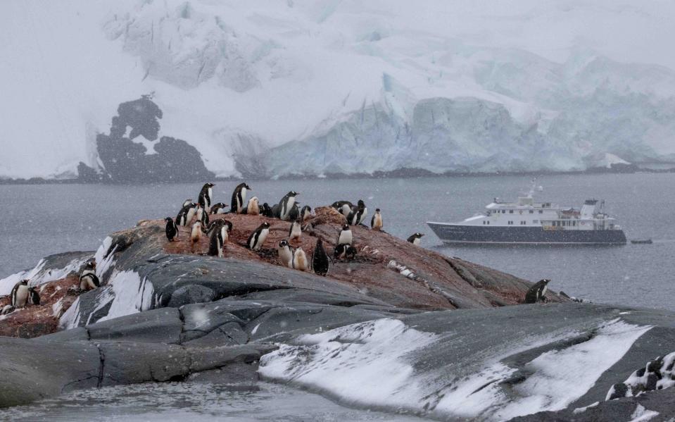 Penguins in the Antarctic