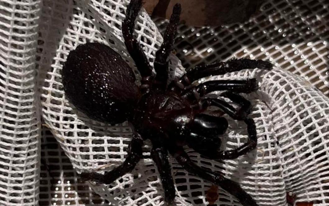 Australia in 'spider apocalypse' as huge webs spotted on roadside