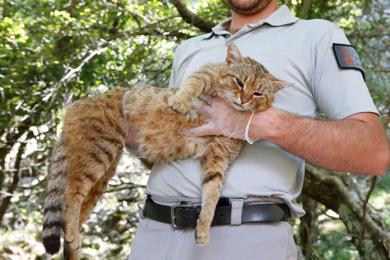 An employee of the French Forest and Hunting Office (Office Nationale des Forets et de la Chasse) Charles-Antoine Cecchini holds a "ghjattu-volpe" (fox-cat) Felis Silvestris on June 12, 2019 in Asco on the French Mediterranean island of Corsica. - The Corsican fix-cat is a new specie of feline according to the ONCFS. (Photo by PASCAL POCHARD-CASABIANCA / AFP)        (Photo credit should read PASCAL POCHARD-CASABIANCA/AFP/Getty Images)