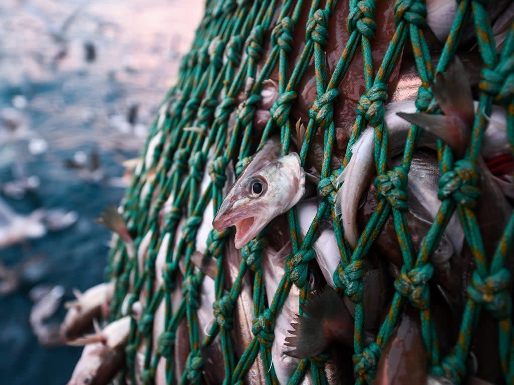 The agreement has been described as “less than what was hoped” by the Scottish fishing industry (Getty)