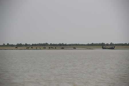 Buffaloes are seen in the Vashan Char, previously known as Thengar Char island in the Bay of Bengal, Bangladesh February 14, 2018. Picture taken February 14, 2018. REUTERS/Stringer