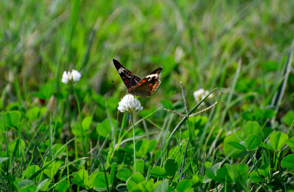 Butterfly feeding on clover