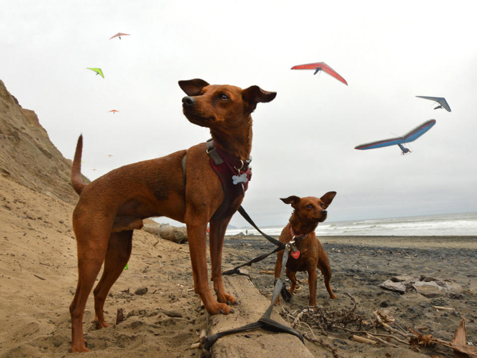 <p>Lady and Zane, miniature pinschers, Fort Funston Beach, San Francisco, Calif. (Photograph by Lara Jo Regan) </p>