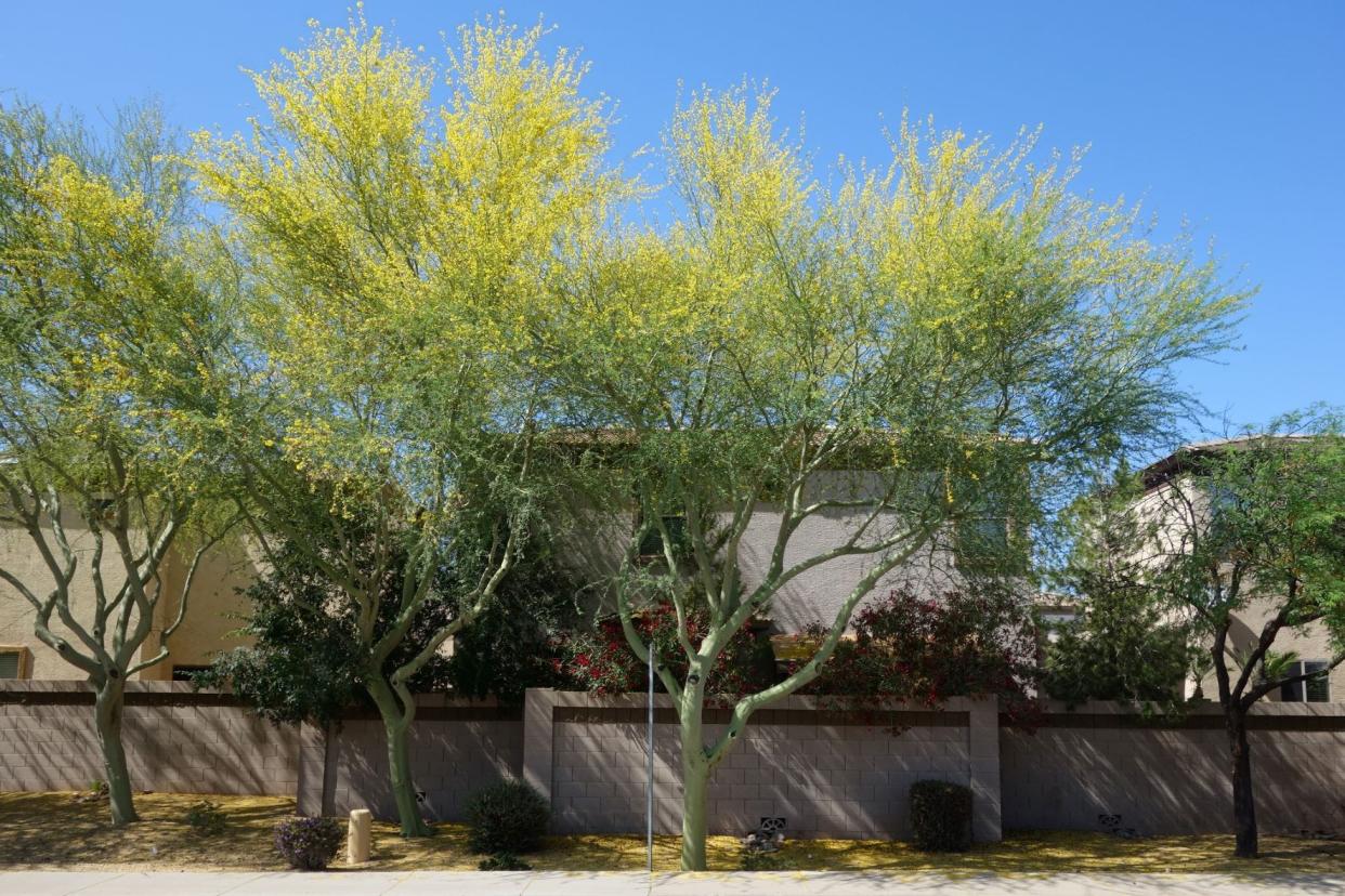 Trees, like these palo verde trees planted by FirstBank, are vital to our diverse ecosystem.