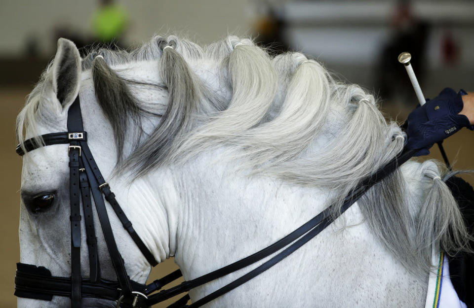 Equestrian practice