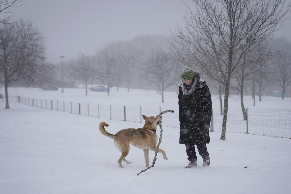 Colleen Somerville and her canine companion Cosmo play with an enormous stick at the Fish Lake Park Reserve dog park in Maple Grove, Minn., on Tuesday, Nov. 29, 2022. Cosmo is a Carolina Dog, which Somerville says is a "polite way of saying American dingo." Somerville chose Cosmo through All Dogs Rescue. The heaviest snowfall since December 2021, was expected to dump on the Twin Cities. (Shari L. Gross/Star Tribune via AP)