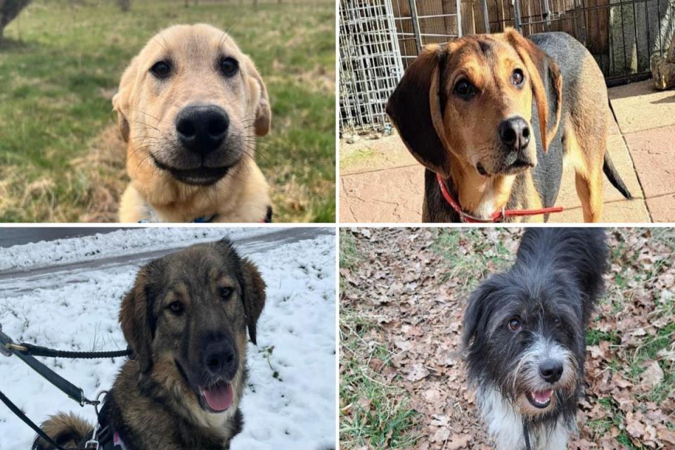 DOGS: Some of the dogs that are available for adoption at this weekend's High Hopes event. <i>(Image: High Hopes Dog Rescue)</i>