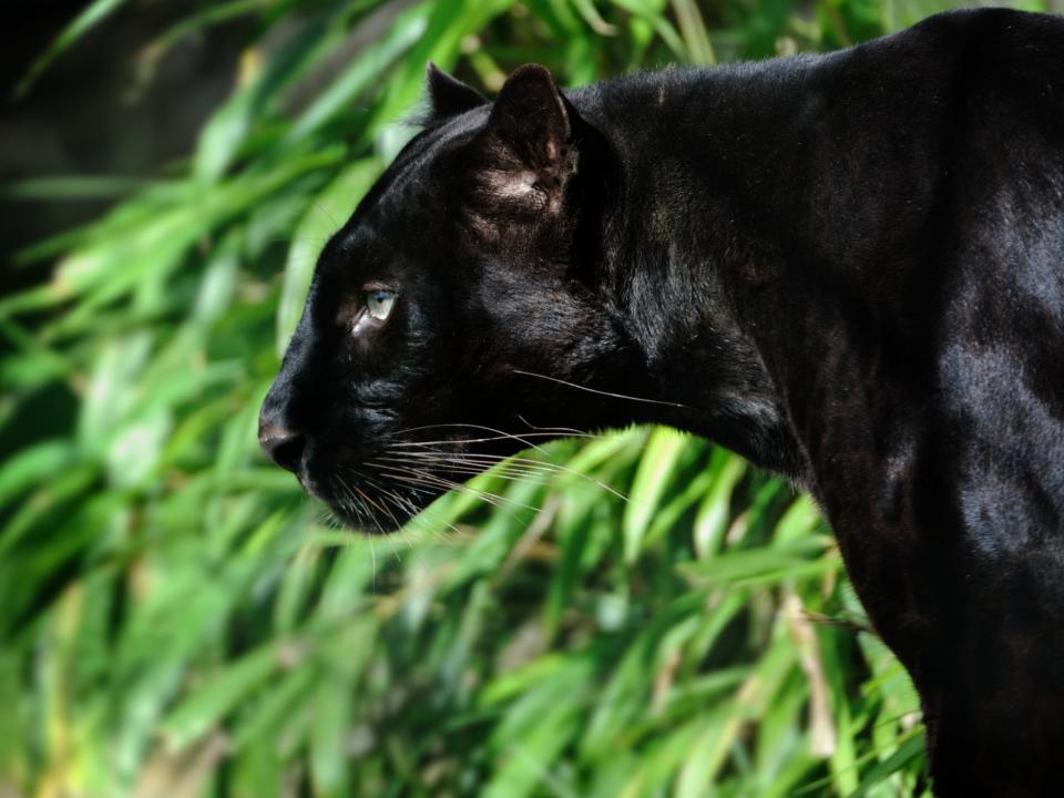 Black panther ‘spotted in Scotland’ as police urge residents to stay away