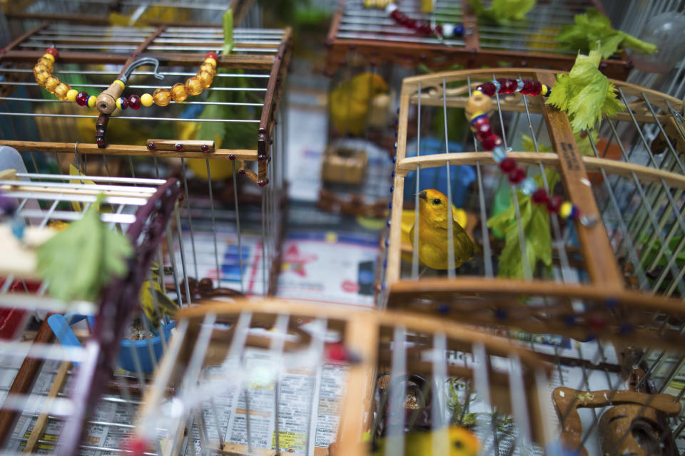 In this Aug. 5 , 2019 photo, canaries that were caught by animal traffickers sit in a quarantined area of a wildlife center before being freed in Bogota, Colombia. While wildlife trafficking is punishable with jail sentences of between 4 and 9 years, few of the more than 3,500 people caught in the act so far this year for environmental and wildlife crimes are currently behind bars. (AP Photo/Ivan Valencia)