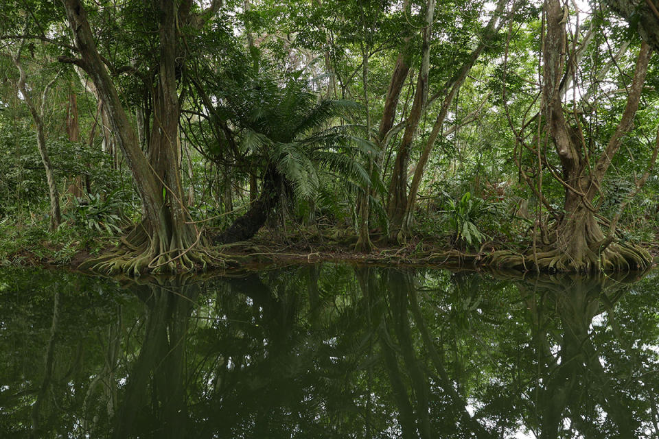 Mangrove swamp, Finca Guadalupe, near Palomino