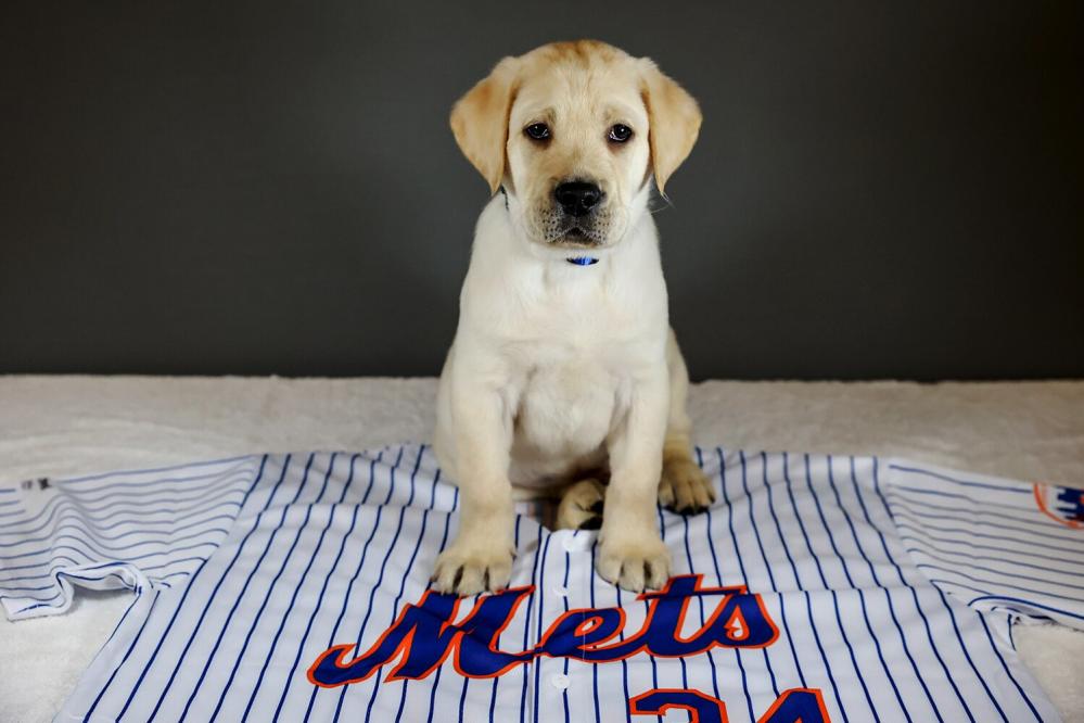 New York Mets - Celebrating #NationalPuppyDay by revealing the name of the  Amazin' Mets Foundation's Vet Dog… Meet Shea!