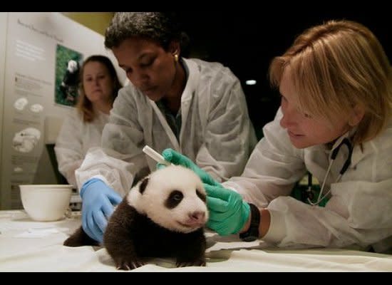 The National Zoo's Chief Veterinarian Dr. Suzan Murray, Curator of Primates and Giant Pandas Lisa Stevens and animal keeper Nicole Meese conducted a health exam on Tai Shan when he was a cub in 2005.