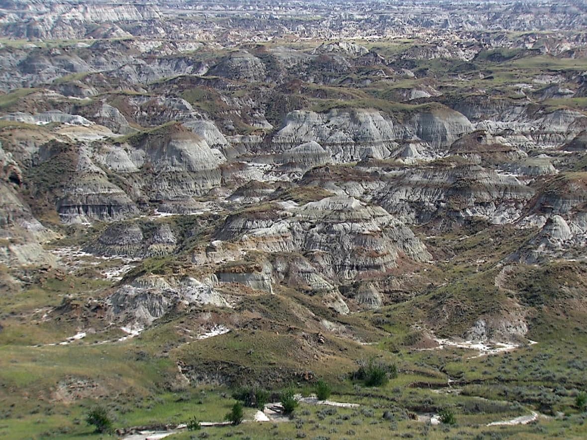 Around 400 to 500 dinosaur skeletons or skulls have been excavated from in and around Dinosaur Provincial Park in the southern Alberta badlands.  (Justin Pennell/CBC - image credit)