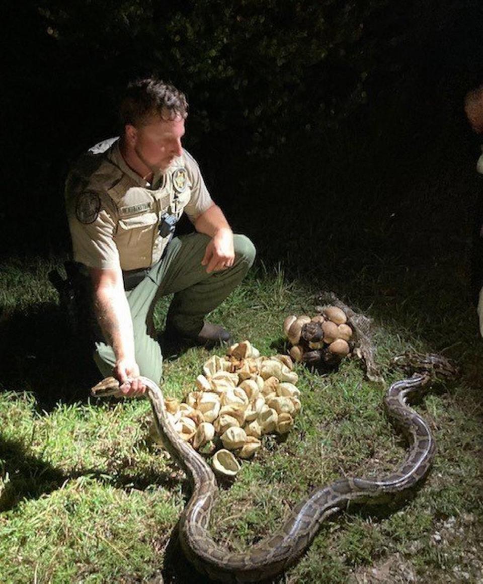 El oficial de la Comisión para la Conservación de la Pesca y la Vida Silvestre de la Florida Matthew Rubenstein agarra del cuello a una pitón birmana de 10 pies en la Reserva Nacional de Big Cypress, el lunes 11 de julio de 2022. Rubenstein está agachado junto a 23 huevos de serpiente sin eclosionar.