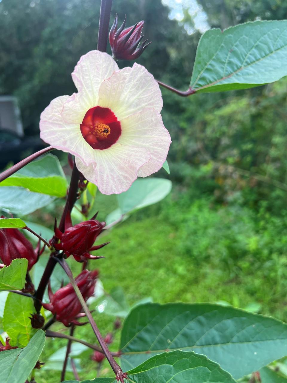 Roselle is a popular plant every year! It's a beautiful plant in the hibiscus family and is good for teas (and eating!).