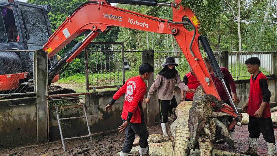 More than 100 crocodiles were killed to prevent them from escaping after a typhoon damaged their enclosure in Lamphun, northern Thailand. - Courtesy CrocodileLamphun