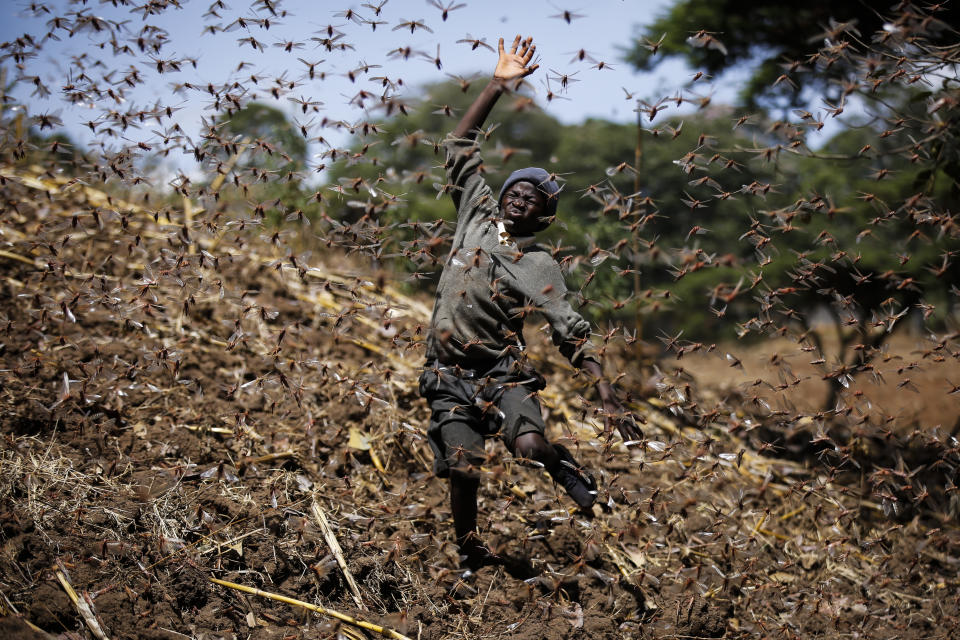 Stephen Mudoga, 12, the son of a farmer, chases away a swarm of locusts on his farm as he returns home from school, at Elburgon, in Nakuru county, Kenya Wednesday, March 17, 2021. It's the beginning of the planting season in Kenya, but delayed rains have brought a small amount of optimism in the fight against the locusts, which pose an unprecedented risk to agriculture-based livelihoods and food security in the already fragile Horn of Africa region, as without rainfall the swarms will not breed. (AP Photo/Brian Inganga)