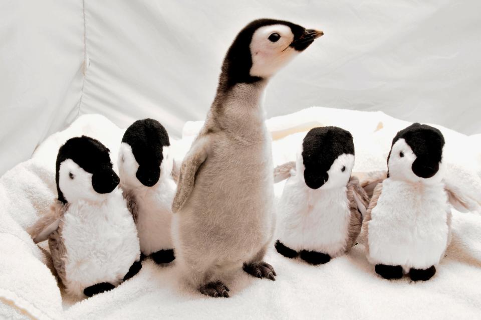In this handout photo provided by SeaWorld San Diego, baby emperor penguins are pictured on Oct. 4, 2010 in San Diego, California.