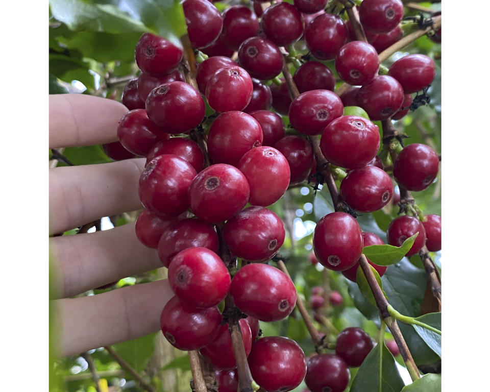This image provided by Logee's Plants for Home & Garden shows a cluster of ripe cherries on a coffee (Coffea arabica) plant. The cherries contain seeds, or beans, which can be roasted or toasted for brewing into coffee. (Logee's Plants for Home & Garden / logees.com via AP)