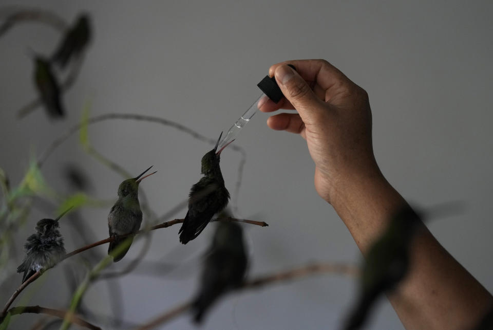 Cecilia Santos usa un gotero para alimentar a un colibrí en la casa de Catia Lattouf, quien convirtió su apartamento en una clínica para los pequeños pájaros en la Ciudad de México, el lunes 7 de agosto de 2023. (AP Foto/Fernando Llano)