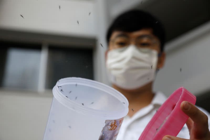 Male Wolbachia-aedes aegypti mosquitos are released at a public housing estate test site in Singapore